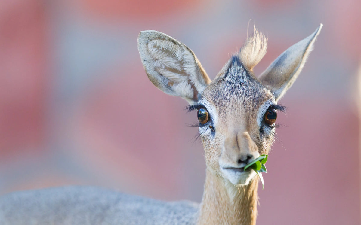 Dikdik, Dugong & Co. – Tiere mit ungewöhnlichen Namen