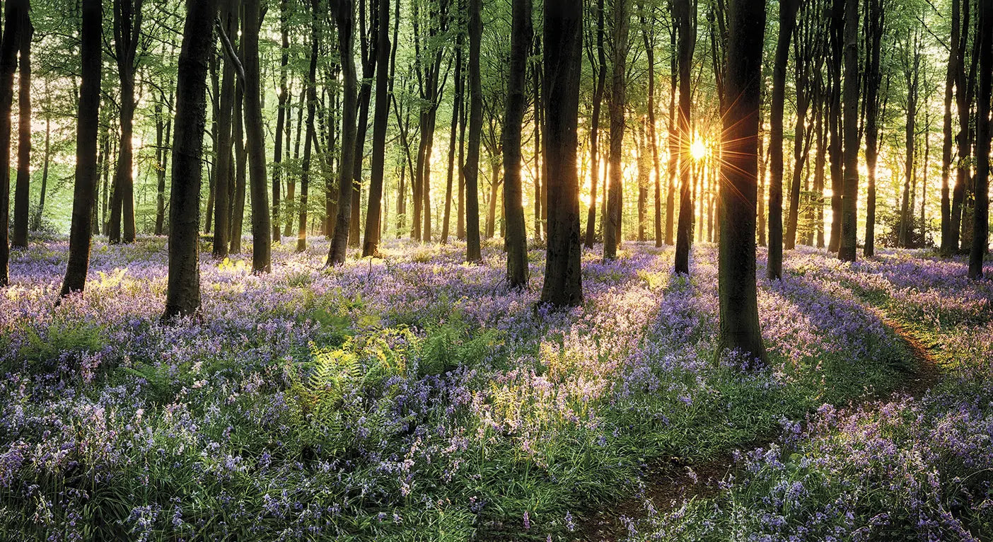 Frühlingswald mit violett blühendem Waldboden und warmem Sonnenlicht zwischen den Bäumen – Sinnbild für Entspannung und Waldbaden in der Natur