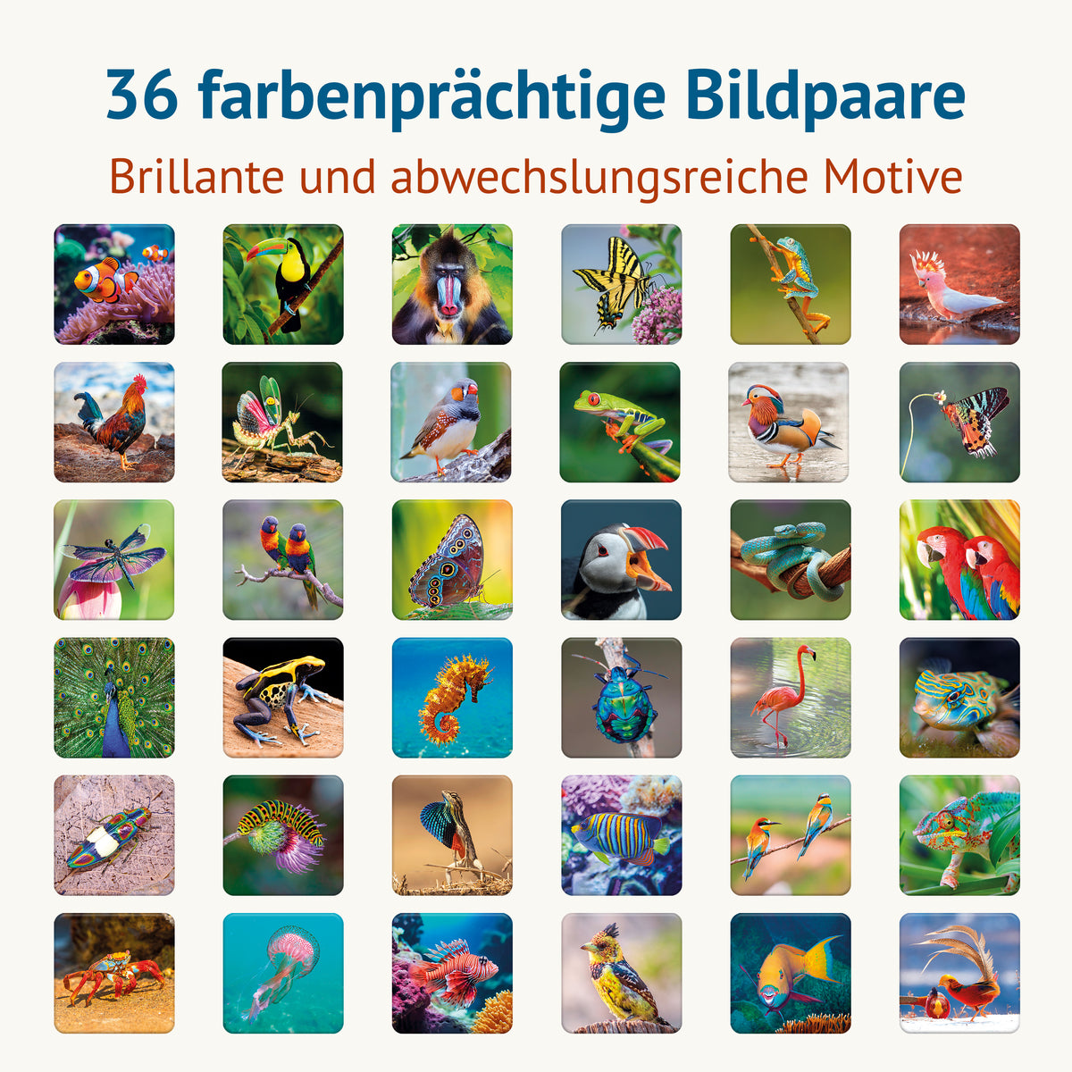 Farbenprächtig - Memospiel