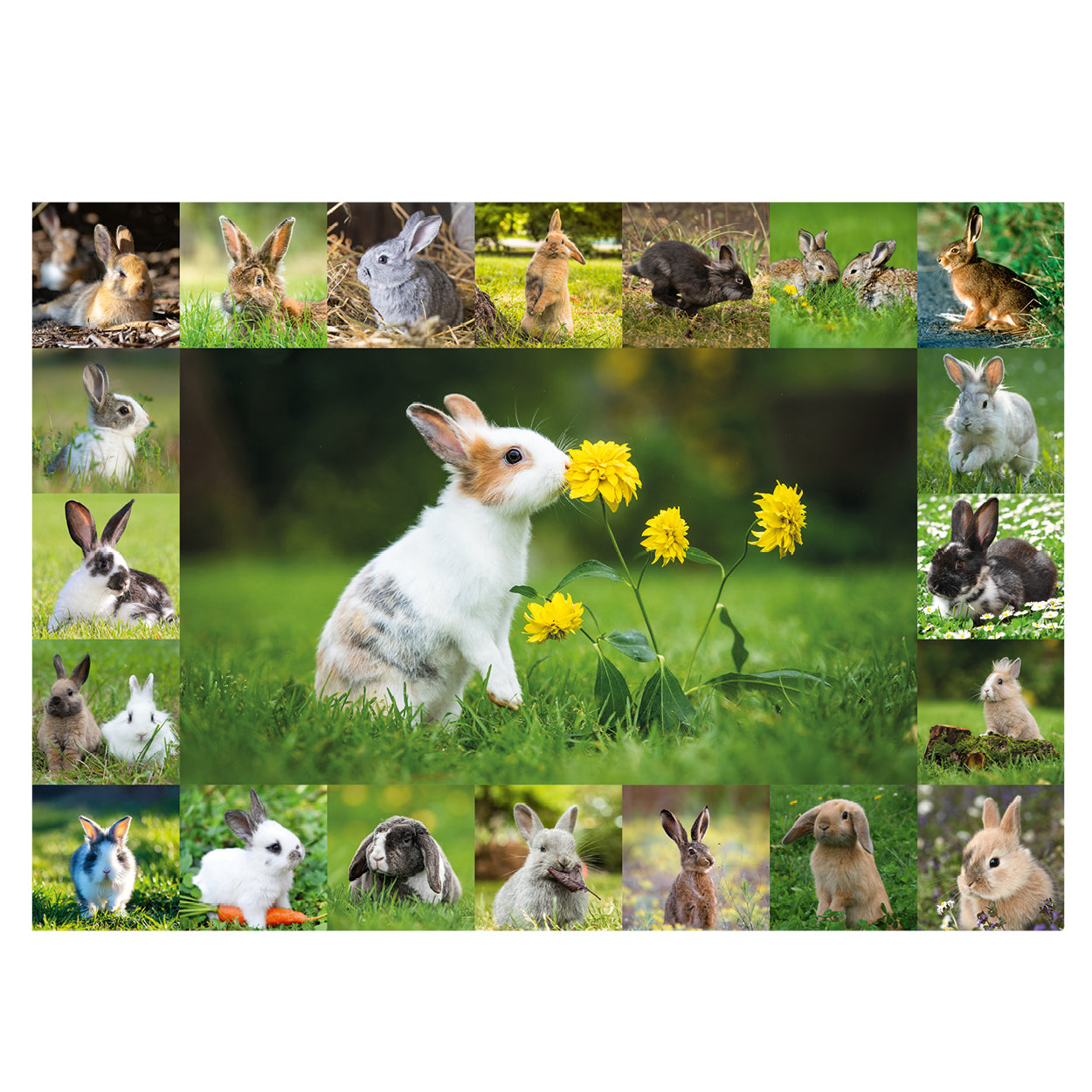 Hasen Puzzle