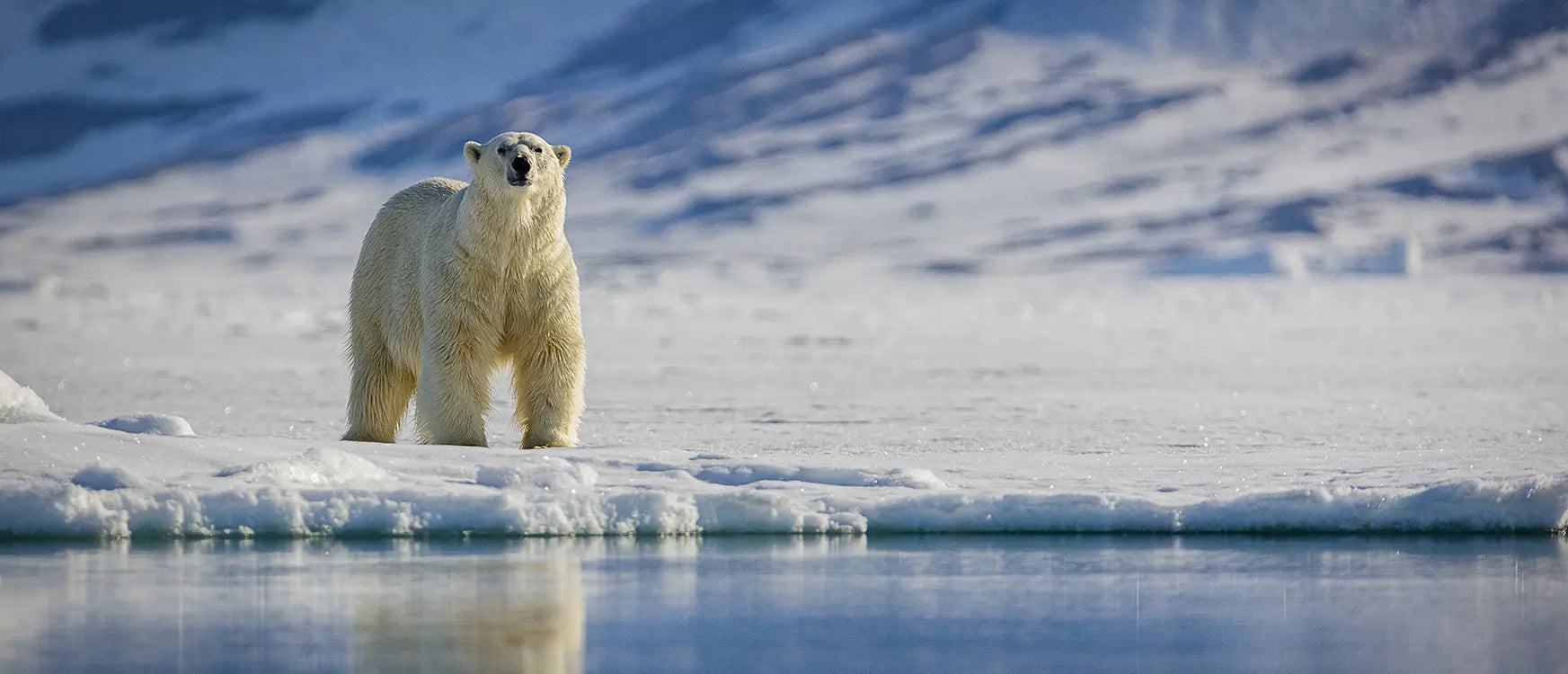 Eisbär steht auf einer Eisscholle in der Arktis und spiegelt sich im Wasser – Symbol für den Schutz bedrohter Lebensräume