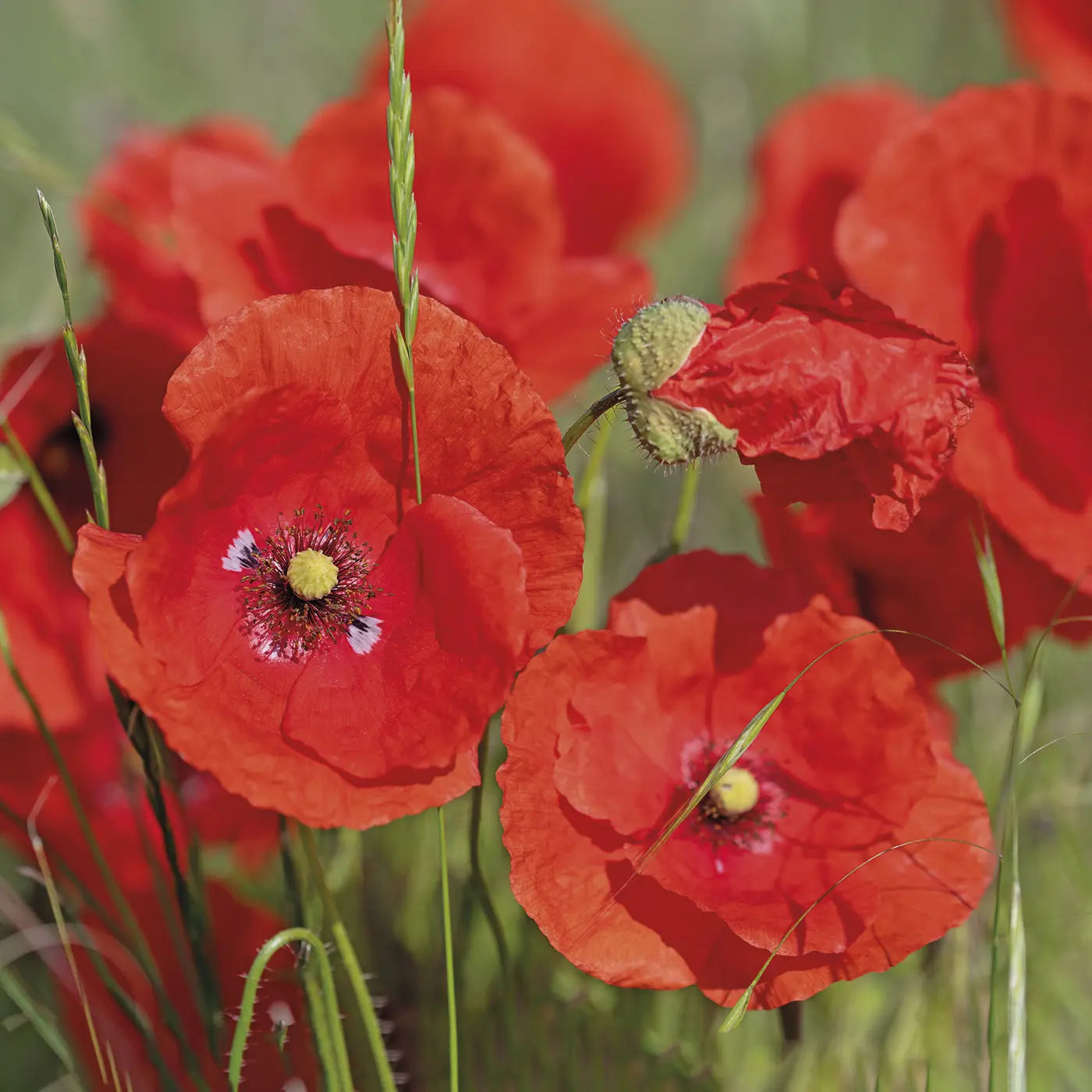 Leuchtend rote Klatschmohnblüten auf einer Sommerwiese, Motiv aus dem Memospiel Blumig