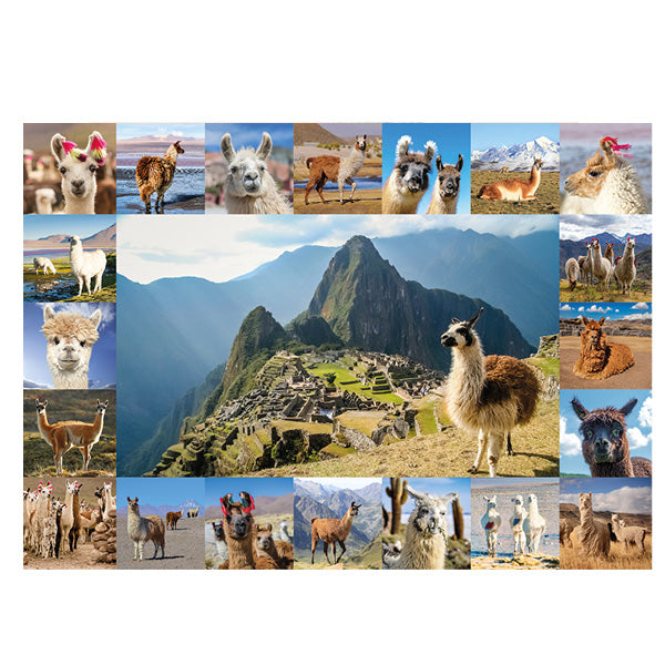 Puzzlemotiv des Lama Puzzles mit einer farbenfrohen Fotocollage aus Lamas und Alpakas. Im Zentrum steht ein Lama vor der beeindruckenden Kulisse der Inka-Stadt Machu Picchu in Peru. Die Collage wird von zahlreichen Tierporträts und Landschaftsaufnahmen umrahmt und zeigt Lamas und Alpakas in unterschiedlichen Fellfarben, Posen und Lebensräumen der Anden. Ein abwechslungsreiches Motiv für Tierfreunde und Lama-Liebhaber.