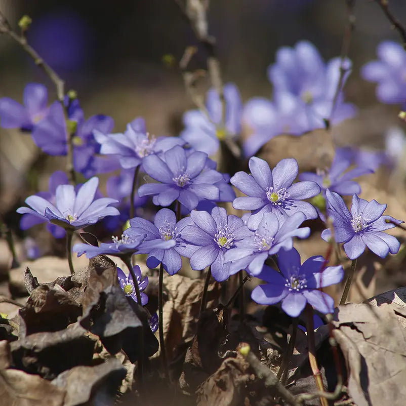 Leberblümchen zwischen trockenem Laub im Frühlingswald, Motiv aus dem Memospiel und Puzzle Waldbaden