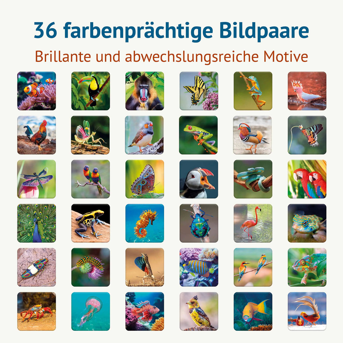 36 farbenprächtige Bildpaare des Farbenprächtig Memospiels mit brillanten Tiermotiven aus aller Welt. Das Gedächtnisspiel verbindet faszinierende Tierfotografie mit spielerischem Gedächtnistraining für Kinder und Erwachsene.