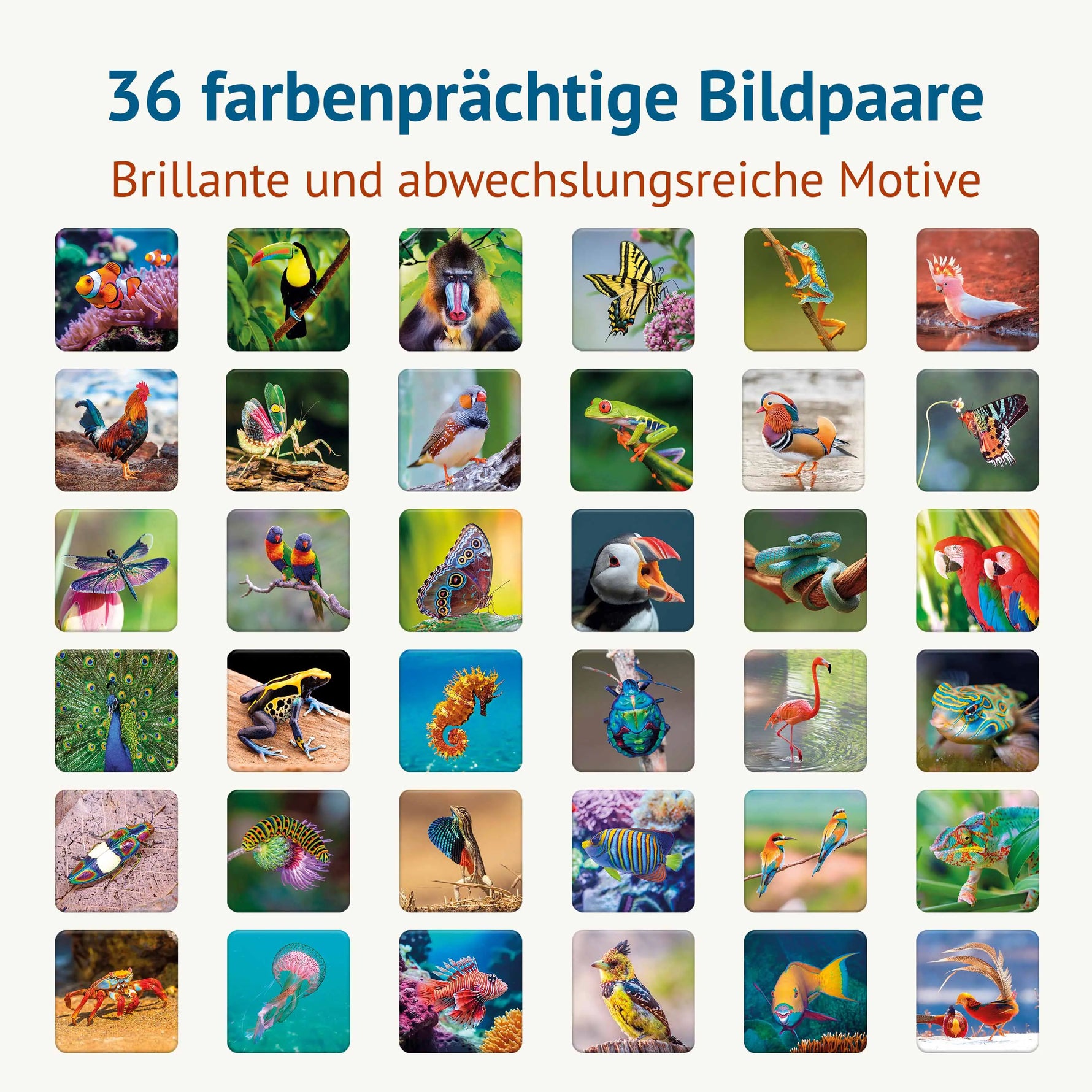 36 farbenprächtige Bildpaare des Farbenprächtig Memospiels mit brillanten Tiermotiven aus aller Welt. Das Gedächtnisspiel verbindet faszinierende Tierfotografie mit spielerischem Gedächtnistraining für Kinder und Erwachsene.