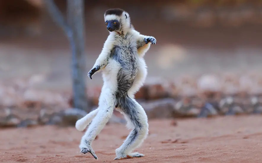 Ein weißer Larvensifaka-Lemur bewegt sich auf rötlichem Sandboden seitwärts voran. Er steht auf den Hinterbeinen, hält die Arme elegant angewinkelt und sieht aus, als würde er einen grazilen Tanzschritt oder eine Aerobic-Übung machen