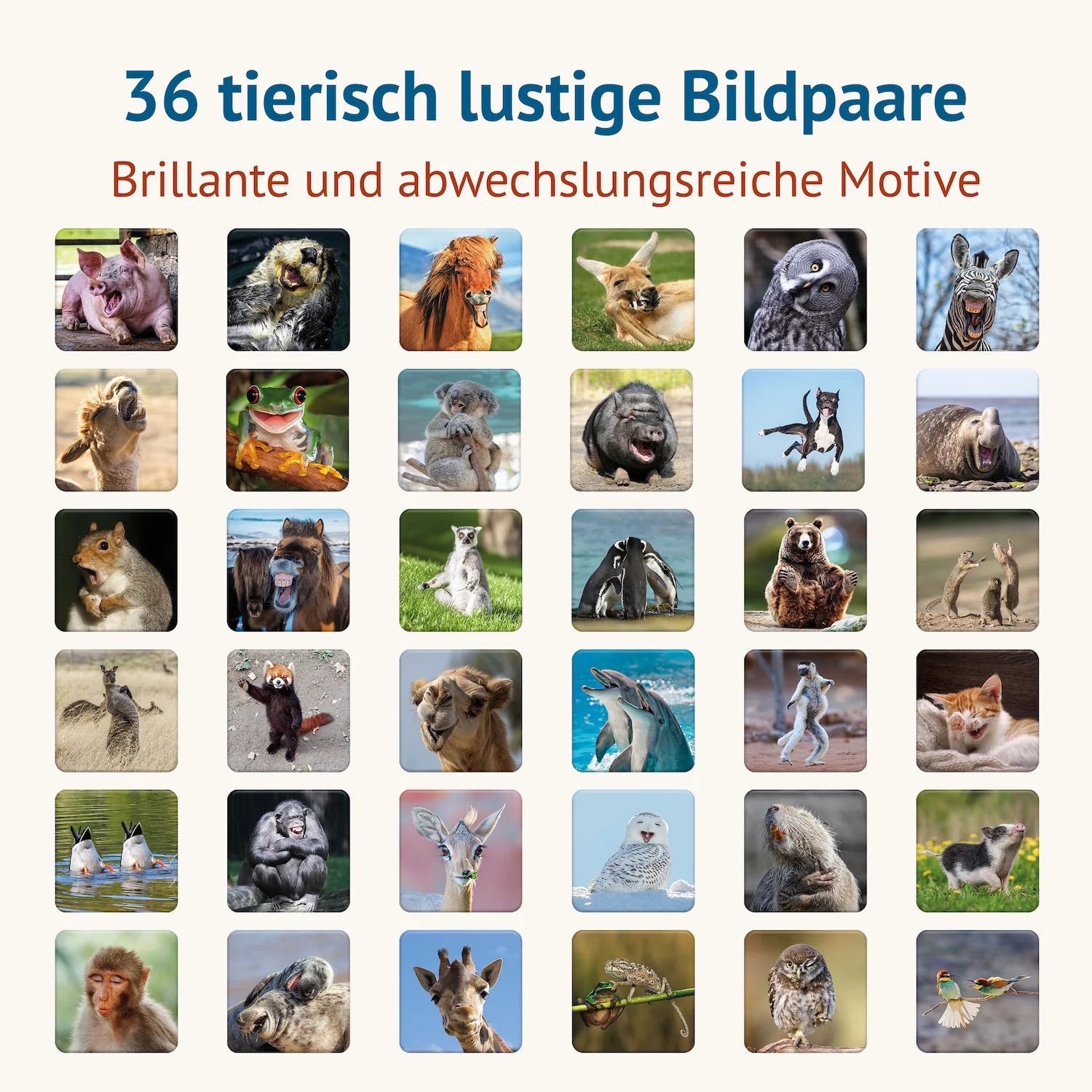 Übersicht der 36 humorvollen Tiermotive des Memospiels Tierisch Lustig mit abwechslungsreichen Tierfotografien und lustigen Bildpaaren