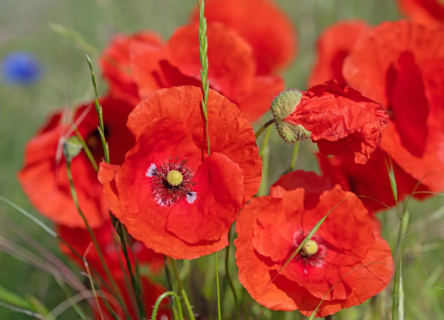 Nahaufnahme von blühendem rotem Klatschmohn auf einer Sommerwiese