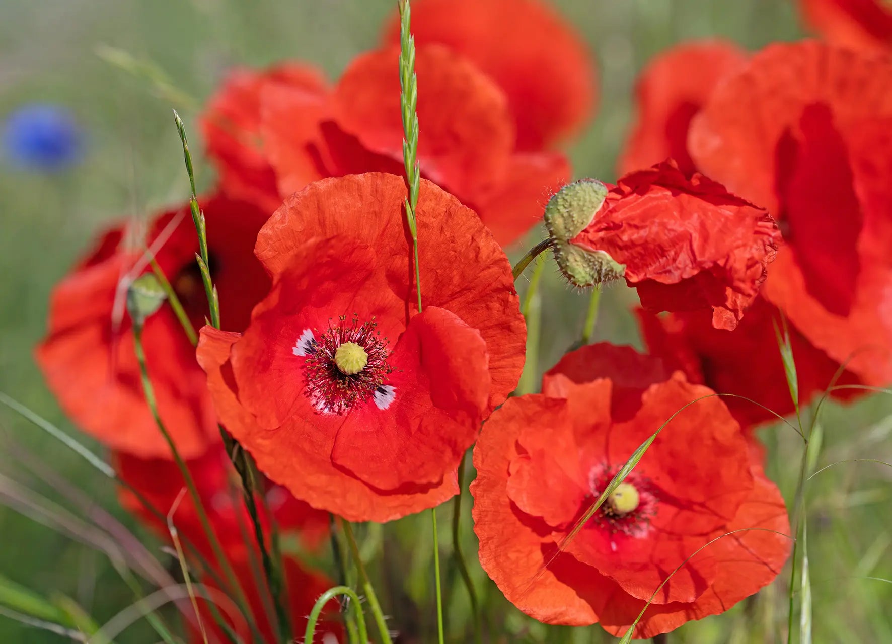 Nahaufnahme von blühendem rotem Klatschmohn auf einer Sommerwiese