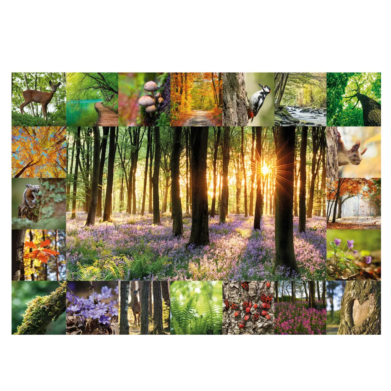 Motiv des Waldbaden Puzzles von Starnberger Spiele mit stimmungsvoller Waldcollage. Im Zentrum befindet sich ein sonnendurchfluteter Buchenwald mit blühendem Waldboden, umrahmt von detailreichen Naturaufnahmen wie Rehbock, Waldohreule, Buntspecht, Eichhörnchen, Farnen, Pilzen, Veilchen, Herbstlaub, Bachlauf und weiteren typischen Pflanzen und Tieren des Waldes. Die abwechslungsreiche Bildkomposition verbindet Naturfotografie und Puzzlevergnügen für Wald- und Naturliebhaber.